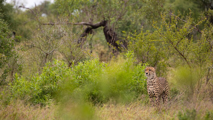 cheetah in the wild