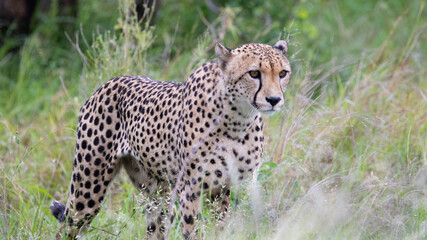 cheetah on the move