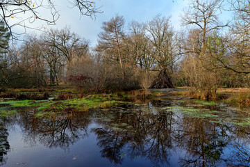 water reflection in the fairy pond. fontainebleau forest