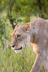 lioness in the wild - Africa