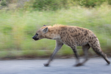 spotted hyena on the move- panning