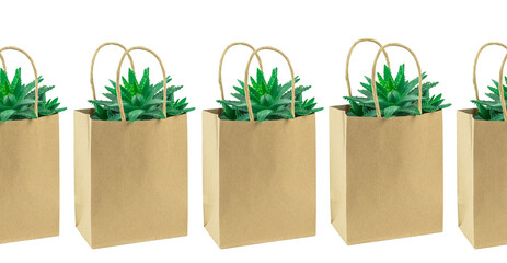 Several Cacti in a row or succulent in an eco paper bag isolated on white. Environment friendly...