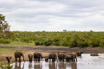 Fototapeta na wymiar a herd of elephants drinking water in the wild