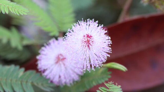 Mimosa pudica flower are blooming