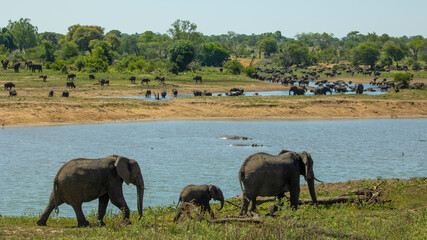 Fototapeta na wymiar elephants at the waterhole