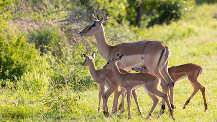 impala lambs finding their feet