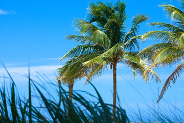 Beautiful Palm Trees Silhouettes Against Clear Blue Sky Background