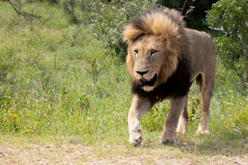 Big black-maned lion in the wild