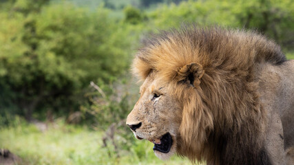 Fototapeta na wymiar Big black-maned lion in the wild