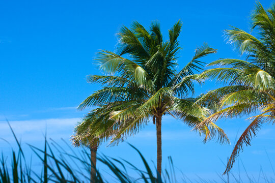 Miami beach palm trees seen from low angle with bright blue sky in background on a sunny day