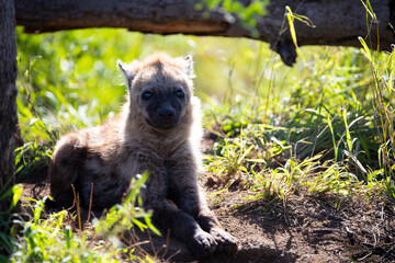 Obraz premium spotted hyena cub