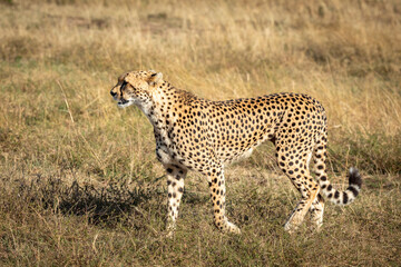 Fototapeta na wymiar Cheetah walking in dry grass in Masai Mara in Kenya