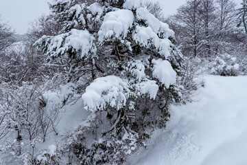 山の雪景色　冬　森林