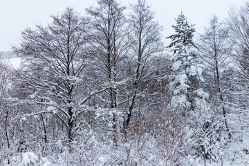 山の雪景色　冬　森林