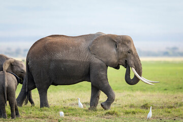 Naklejka na ściany i meble Adult female elephant walking with her calves behind in grassy plains in Amboseli in Kenya