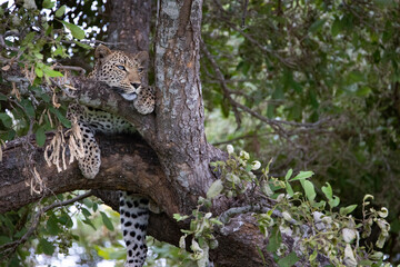 leopard in a tree - Africa