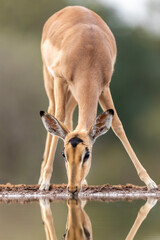 Vertical portrait of a female impala drinking water in Kruger Park in South Africa