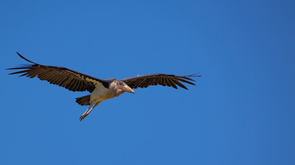 marabou in flight