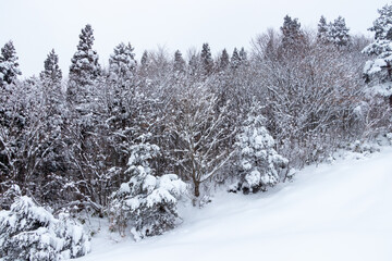 山の雪景色　冬　森林