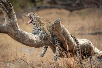 Young leopard lying on a dead tree log yawning in Kruger Park in South Africa