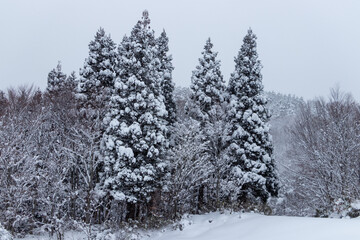 山の雪景色　冬　森林