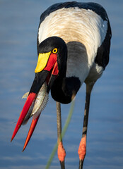 Vertical portrait of an adult saddle billed stork with a fish in its beak in Kruger Park in South Africa