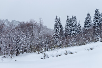 山の雪景色　冬　森林