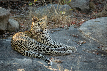 Young leopard lying on a large rock in morning sunlight in Kruger Park in South Africa