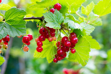Branch with red currant berries and green leaves on berry bush in garden. Summer season fruits on sunlight