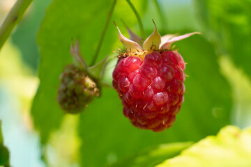 Juicy red ripe raspberry with green leaves in the garden. Sunlit season berry
