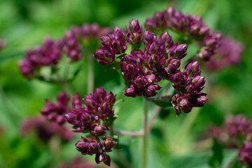 Fototapeta premium Oregano plant growing in the garden,blooming plant with green leaves. Violet flowers of marjoram seasoning and food ingredient.