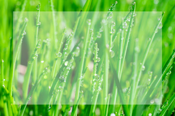 Natural background made of wet vivid green blade leaves with shiny water droplets and white translucent frame as copy space. Text box on botanical background