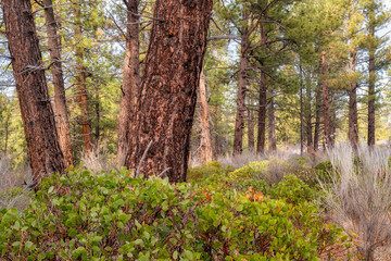 Ponderosa Pines and Manzanita Trees in a Forest in Bend Oregon During Winter