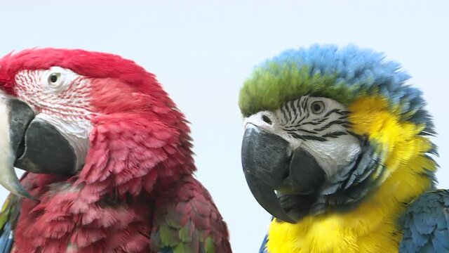 Close-up of two macaws on a light background. Red and blue are the colors of macaws