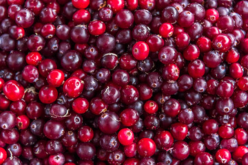 Colorful Red Fresh Cranberries Close up