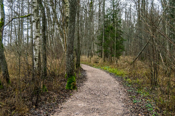 Fototapeta premium Hiking Trail in a Forest Wetland In Latvia in the Winter
