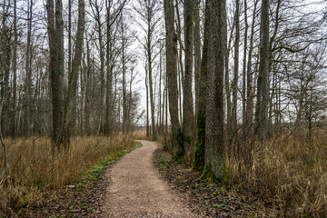 Hiking Trail in a Forest Wetland In Latvia in the Winter