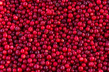 Colorful Red Fresh Cranberries Close up