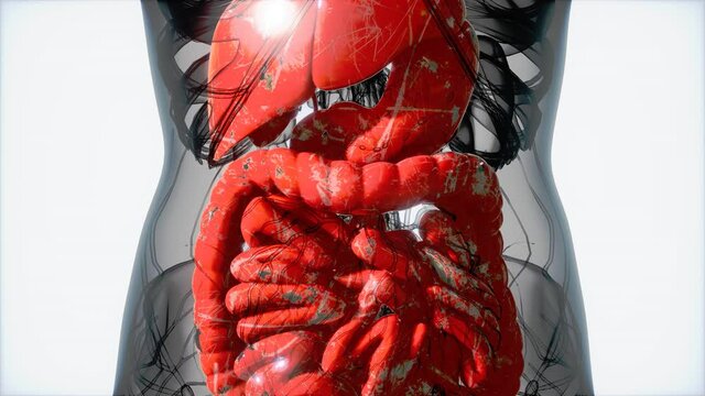 detailed human digestive system anatomy