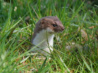 Least weasel (mustela nivalis) looks out from a hole in the grass.