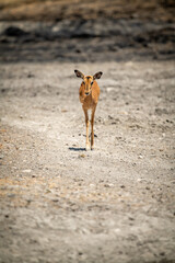 Female common impala walking over rocky ground