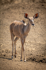 Female greater kudu walks across rocky ground