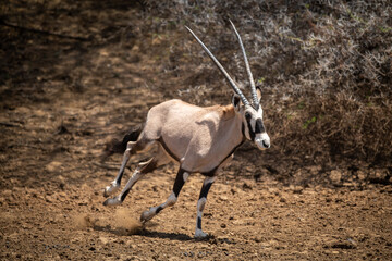 Gemsbok gallops over stony ground past bush
