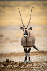 Gemsbok stands eyeing camera on salt pan
