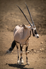 Gemsbok stands in sunshine on stony ground