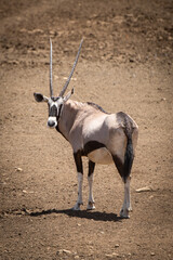 Gemsbok stands on rocky ground looking back