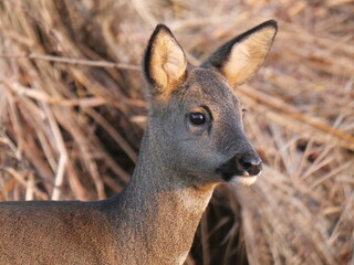 Fototapeta premium Roe deer goat (capreolus capreolus) in winter