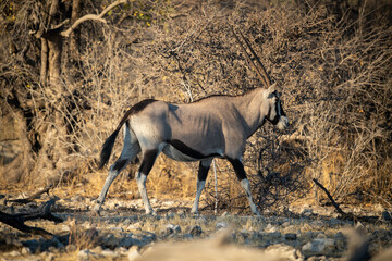 Gemsbok walks over rocks past dense bushes