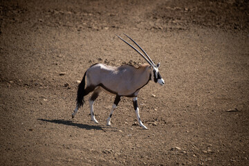Gemsbok walks over rocky pan in sunshine