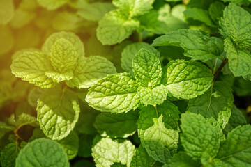 Natural green background of mint leaves in the garden